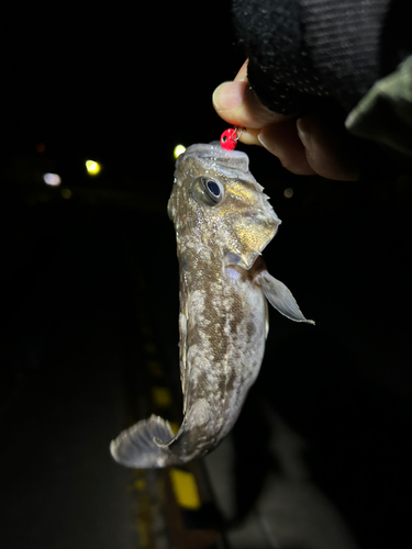 ソイの釣果