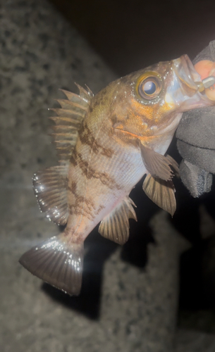 メバルの釣果