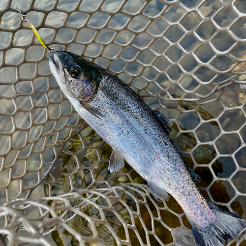 ニジマスの釣果