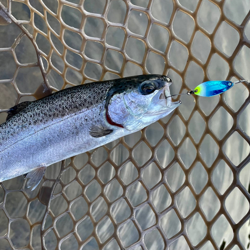 ニジマスの釣果