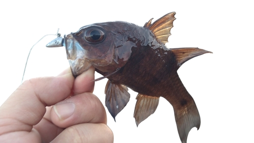 ヨコスジイシモチの釣果