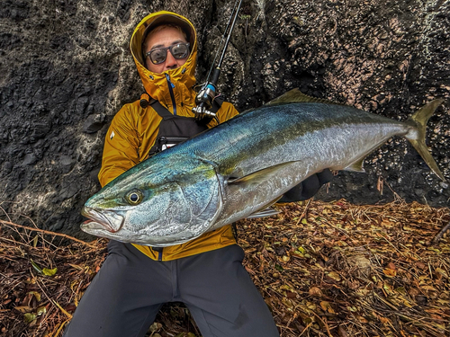 ワラサの釣果