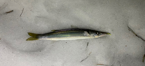 カマスの釣果