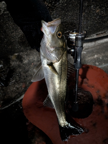 フッコ（マルスズキ）の釣果