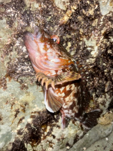 ヤリイカの釣果