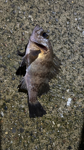 メバルの釣果