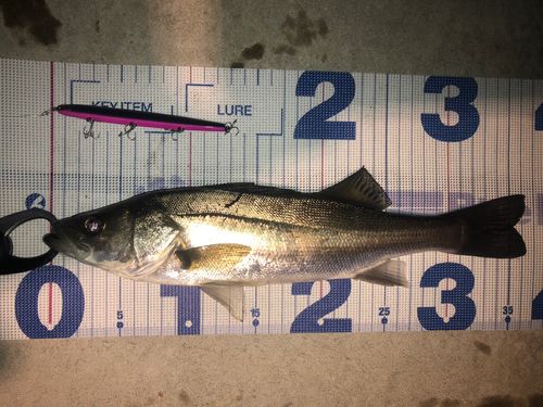 シーバスの釣果