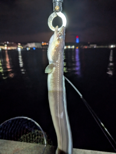 アナゴの釣果