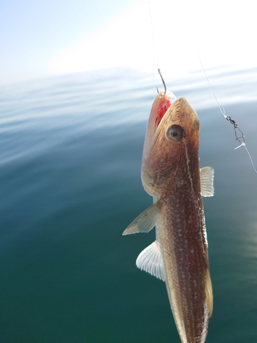 エソの釣果