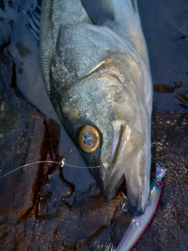 マダカ（マルスズキ）の釣果