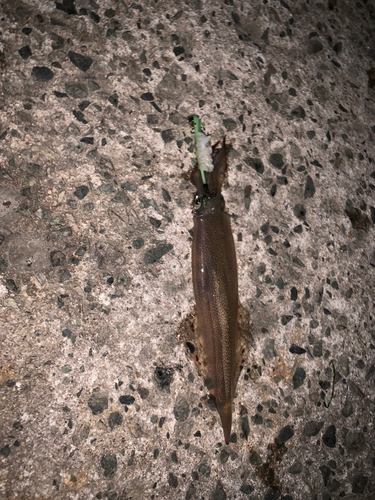 ヤリイカの釣果