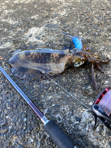 アオリイカの釣果