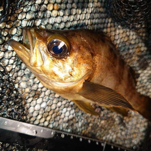 メバルの釣果