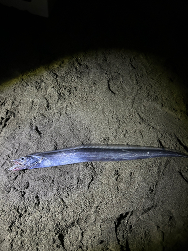 タチウオの釣果