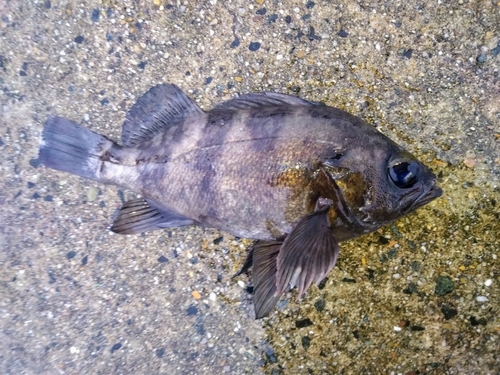 メバルの釣果