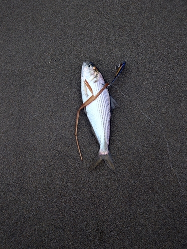 コノシロの釣果