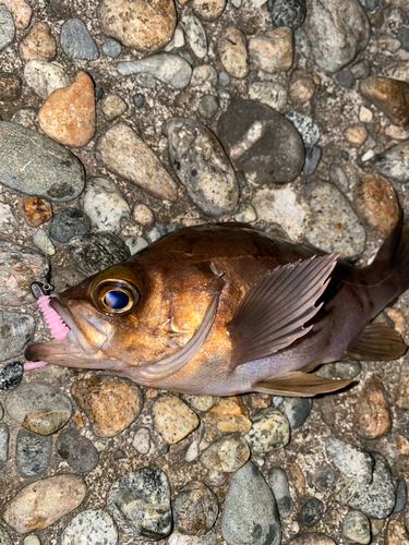 メバルの釣果