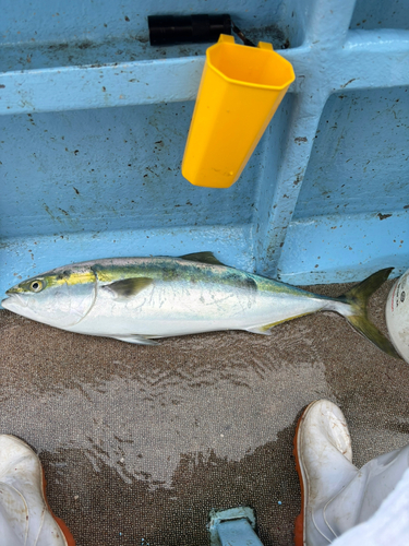 ワラサの釣果