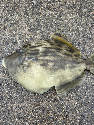 カワハギの釣果