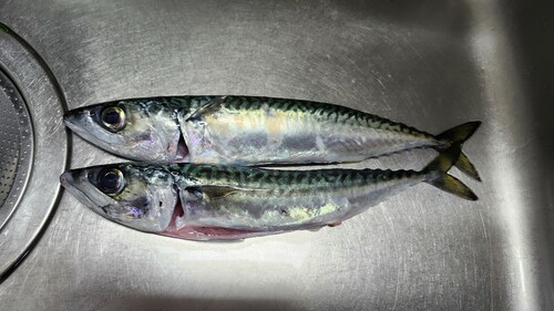 マサバの釣果