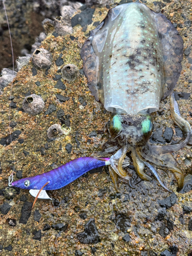 アオリイカの釣果