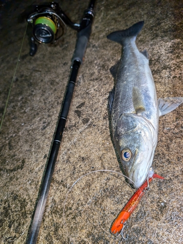 シーバスの釣果