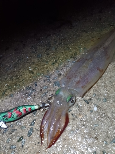 ヤリイカの釣果