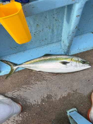 ワラサの釣果