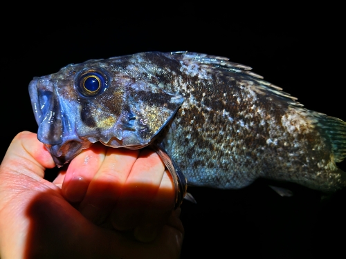 クロソイの釣果