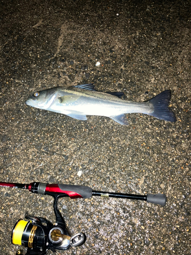 セイゴ（マルスズキ）の釣果