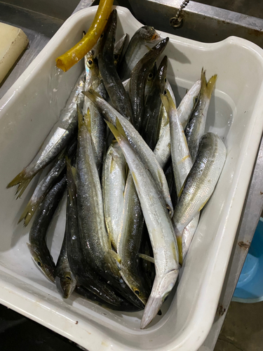 カマスの釣果