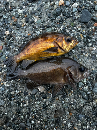 メバルの釣果