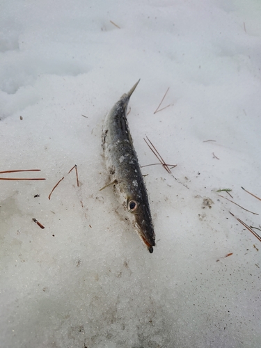 カマスの釣果