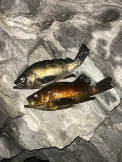 メバルの釣果