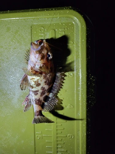 カサゴの釣果