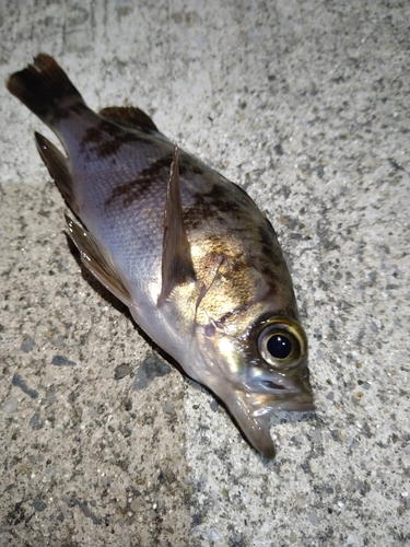 メバルの釣果