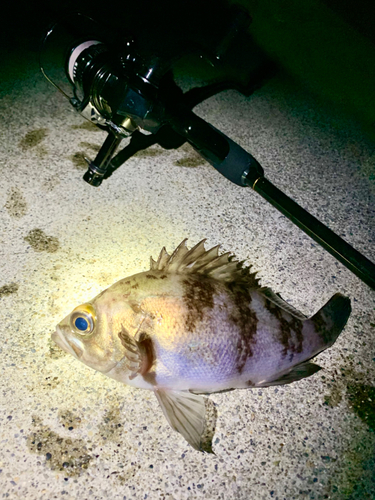 シロメバルの釣果