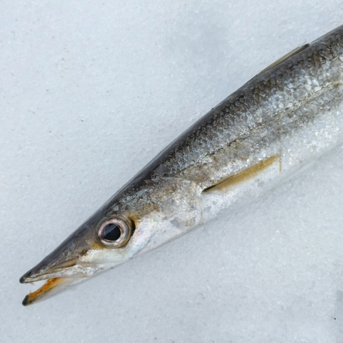 カマスの釣果