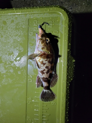 カサゴの釣果