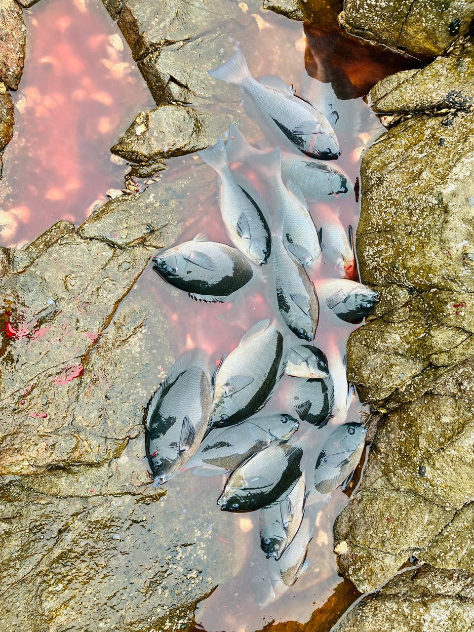 初老の釣り人さんの釣果 1枚目の画像