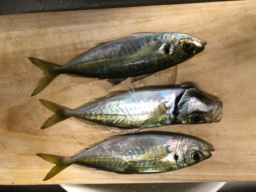 アジの釣果