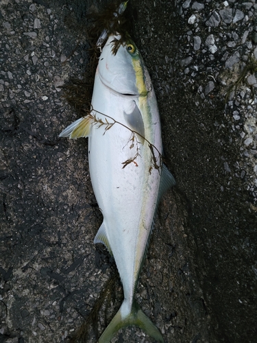 ハマチの釣果