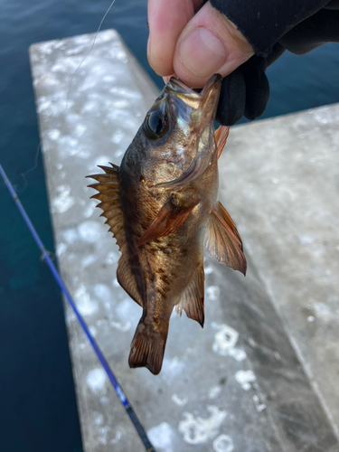 メバルの釣果