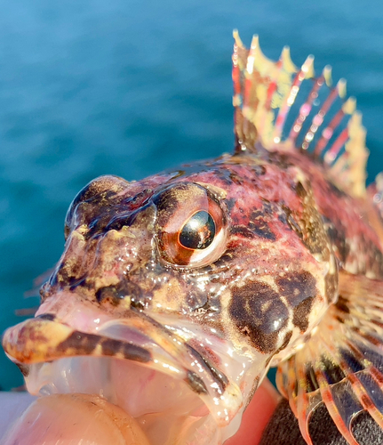 アナハゼの釣果