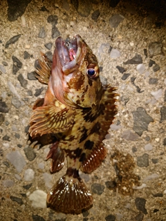 カサゴの釣果