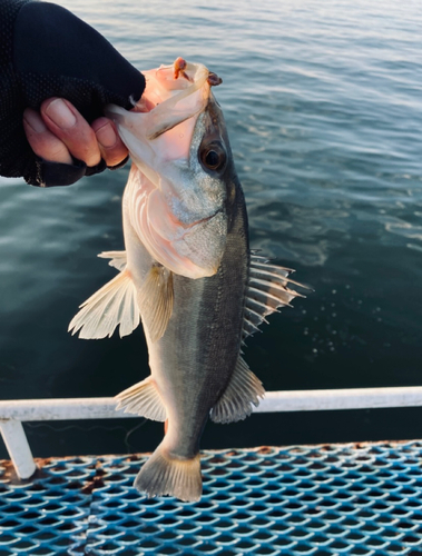 フッコ（マルスズキ）の釣果