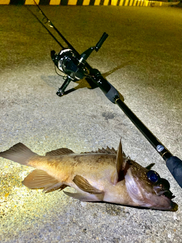 シロメバルの釣果