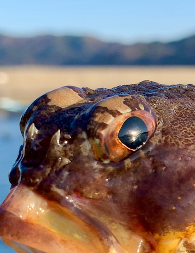 ニジカジカの釣果