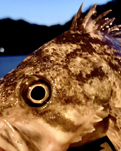 クロソイの釣果