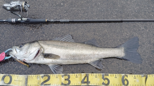 シーバスの釣果